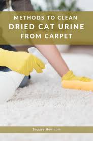 to clean dried cat urine from carpet