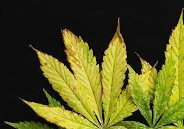 correct potium deficiency in weed plants
