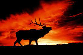 30 elk hd wallpapers and backgrounds