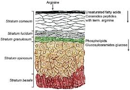 diagram of the structure of human skin