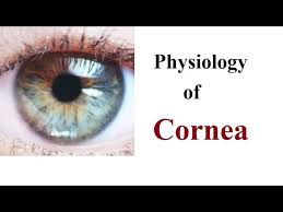 physiology or function of cornea you