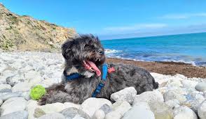 dog friendly beaches in the uk