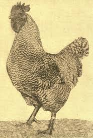 Image result for The disease known as "chicken pox" has nothing to do with poultry. It earned the name because it was originally thought to be a weak strain of smallpox.