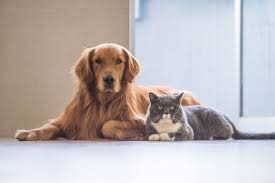 This same idea comes up in this video. 8 Tricks To Help Your Cat And Dog To Get Along Mental Floss