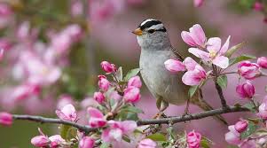 Bird of Spring, gray, background, bonito, seasons, graphy, nice, flowers, beauty, HD wallpaper | Peakpx