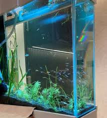 Transpa Glass Wall Aquarium