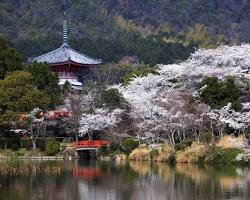 大覚寺 桜の画像