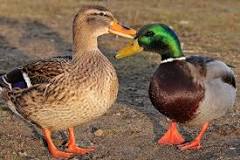 do-ducks-can-hear