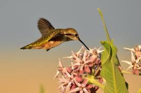 Attract Hummingbirds And Erflies