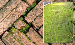How To Remove Moss From Paving And