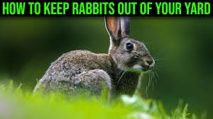 how to keep rabbits out of your yard