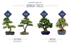 Bonsai Tree Care For Beginners Ftd Com