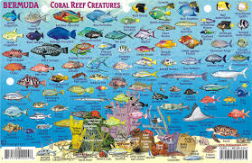 Bermuda Reef Creatures Id Card Frankos Fabulous Maps Of