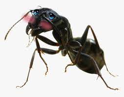 Ant Png Big - Ant Insect Png, Transparent Png , Transparent Png Image -  PNGitem