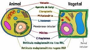 célula y vegetal you