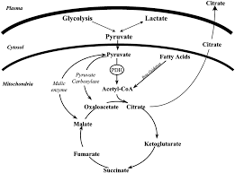 Glycolysis Glycogenesis Glycogenolysis Gluconeogenesis Chart