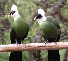 Image result for white crested turaco