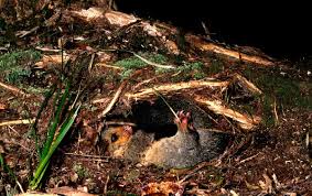 We did not find results for: Possum An Ecological Nightmare New Zealand Geographic
