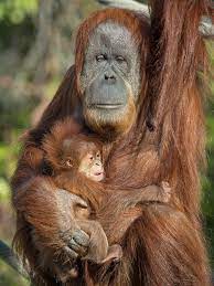 Indah & Aisha | San Diego Zoo Wildlife Alliance | Flickr