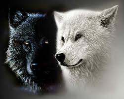 Image result for black wolf with green eyes
