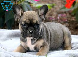 She is a cute french bulldog mix puppy looking for her forever home. Champ French Bulldog Mix Puppy For Sale Keystone Puppies
