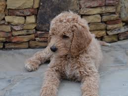 Goldendoodles are designer dogs, a hybrid resulting from breeding two purebred dogs. Standard And Mini Goldendoodles For Sale Reasonable Adoption Fees