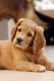 What foods should i introduce to my child first? A Cute Puppy Is Sitting On The Floor Cute Puppy Dog Cuteanimals Theworldisgreat Weaning Puppies Feeding Puppy Cute Puppies
