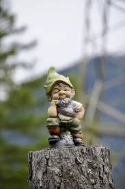 wisdom of funny garden gnome on tree