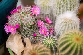 The barrel cactus is primarily suited for growing in garden rockery settings, desert type landscapes, patios and botanical gardens. Container Gardening A Thriving Alternative To Planting In Harsh Desert Soil Video Las Vegas Review Journal