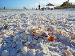 Learn about the sanibel stoop and the best time to shell, as well as how to shell and what to expect when shelling on our precious island shores here. Travel Quest Us Road Trip And Travel Destinations Shelling On Sanibel Island Florida