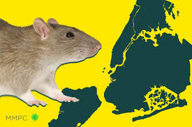 there are now 3 million rats in nyc a