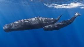 What is whale sperm found in?