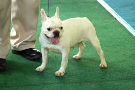 This is not the same with dogs. What Is The Best Dog Food For French Bulldogs