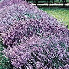 Hardy Lavender