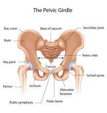 pelvic girdle pain in pregnancy hse ie