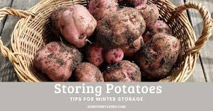 Tips For Storing Potatoes All Winter