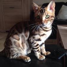 Jungle cats are also nervous animals that are uncommon in captivity like the ocelot and geoffroy's cat. Why You Should Think Twice Before Buying A Bengal Cat The Dodo