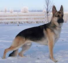 Free shipping and delivery available and we also offer a 30% discount for all buyers. German Shepherd Breeders Mn Petsidi