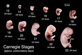 Keberadaan antara satu sel dengan sel yang lain 3. Perkembangan Fisik Manusia Di Dalam Rahim Menurut Embriologi Teknologipena