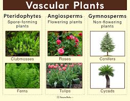 vascular plants definition