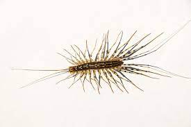 Centipedes Inflict Venomous Stings