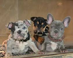 Frenchies are expensive because they are notoriously difficult to breed correctly. The Many Colors Of The French Bulldog Petshotspot Com