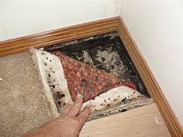 what does mold in a carpet look like