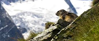 Alpenmurmeltiere verbringen einen großen teil ihres lebens unterirdisch in selbst gegrabenen bauen. Reportage Und Taglich Pfeift Das Murmeltier Reportagen De Texte Reportagen Medienservice Journalismus
