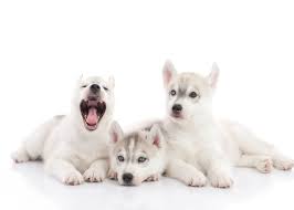 a guide to puppy breeds siberian husky