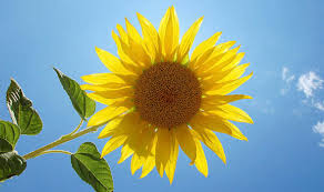 Sunflowers come in a wide assortment of sizes. Six Of The Best Top Tips For Growing Sunflowers Express Co Uk