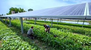 farm to grow crops under solar panels