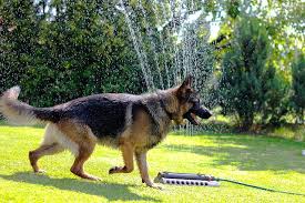 Best Dog Food For German Shepherds 2019 Comparisons And