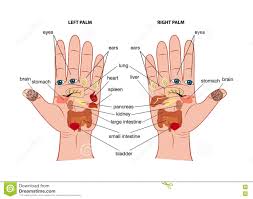 Hand Reflexology Chart Stock Vector Illustration Of Hand