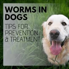 Intestinal Worms In Dogs Symptoms And